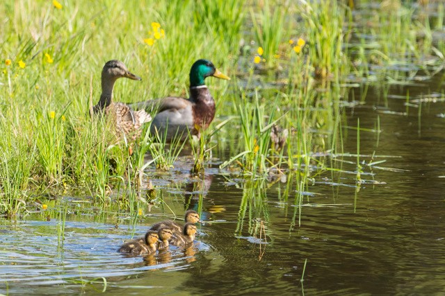 Spring Down Ducks (c) Gary Nielsen