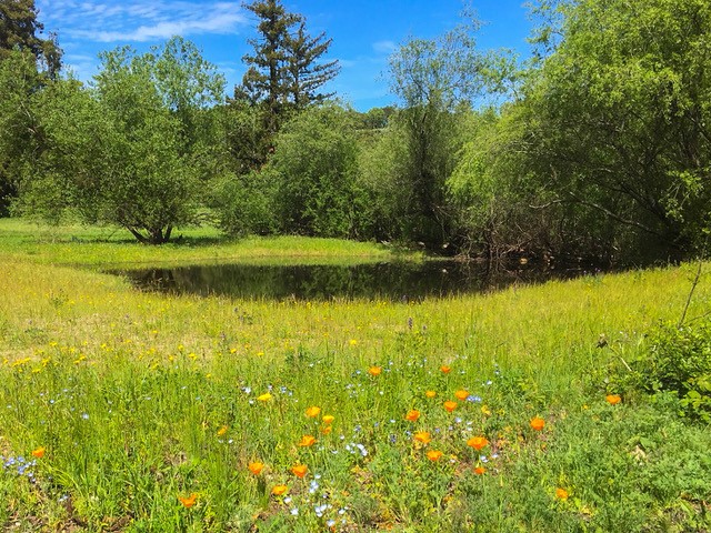 Spring Down pond (c) Gary Nielsen