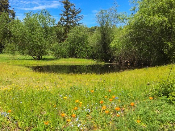 Spring Down Pond Spring 2018